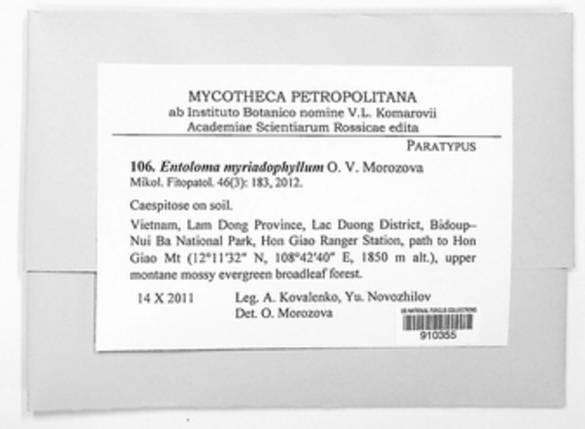 Entoloma myriadophyllum image